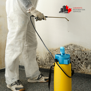 mold removal Toronto