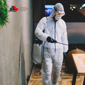 mold removal services Toronto