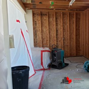 water damage and mold removal