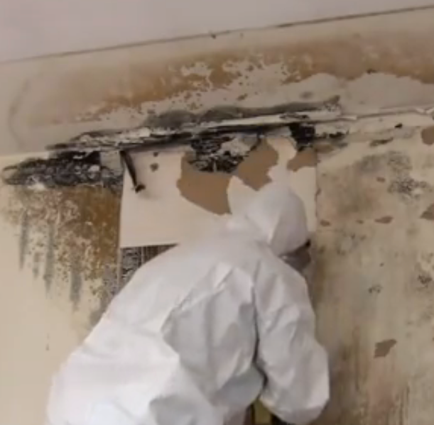 mold remediation specialists Toronto