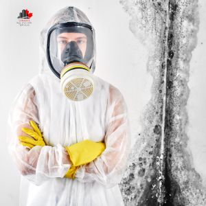 Signs You Need Professional Mold Removal in Toronto