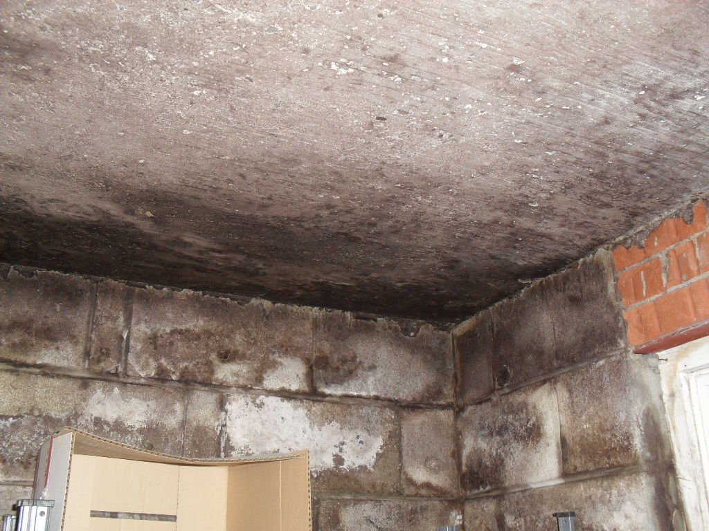 Ceiling Mold RemovalToronto