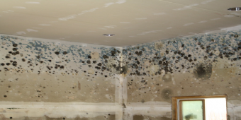 Safe Levels of Mold in a Home