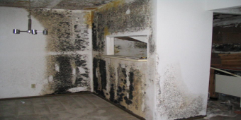 How Harmful is Mold to my Health?