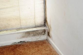 How to Prevent the Growth of Mould in Your Home