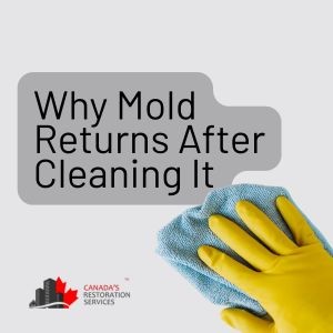 mold cleaning in Toronto homes