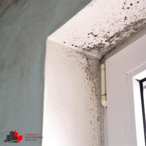 How Fall Weather Can Increase the Risk of Indoor Mold