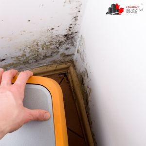 Is a Lack of Waterproofing Why You Need Basement Mold Removal