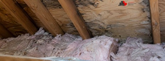 attic mold removal in Toronto home