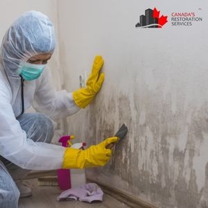 How Do Mold Removal Companies Measure Mold Levels?