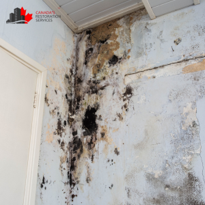 How Can Poor Infrastructue Cause Mold Problems