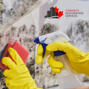 Do Black Mold Removal Sprays Really Work?