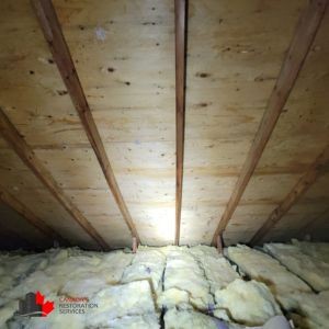 The Hidden Mold Risk Behind Kitchen Backsplashes