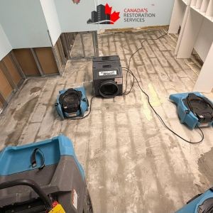 water damage mold removal