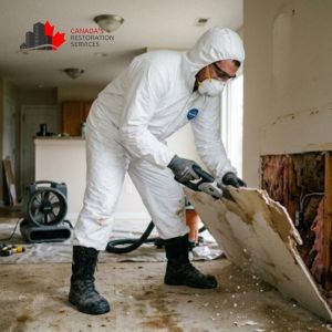 At What Point Does Mold Require a Professional Remediation Company