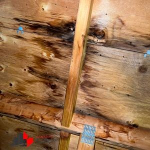 black mold removal