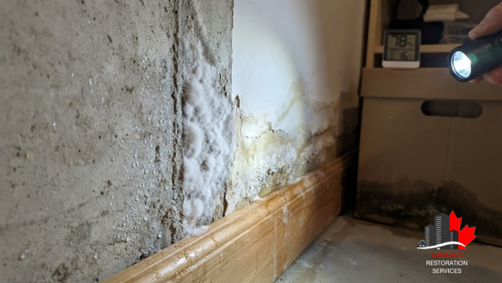 White Mold: The Hidden Moisture Problem Many Property Owners Miss