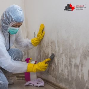 Do Mold-Resistant Paints Work?