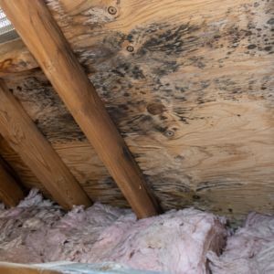 black mold in attic