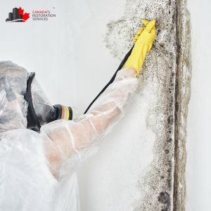 How Poor Basement Ventilation Accelerates Mold Growth