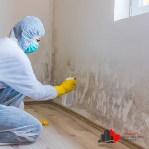 Common Precursors to Mold in Spring