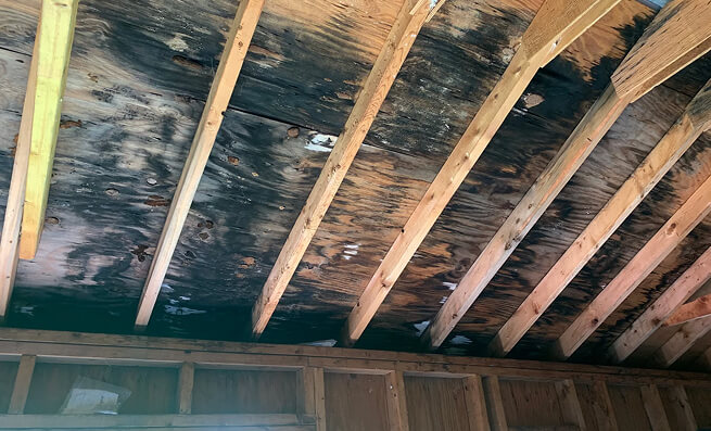 canada top mold removal company