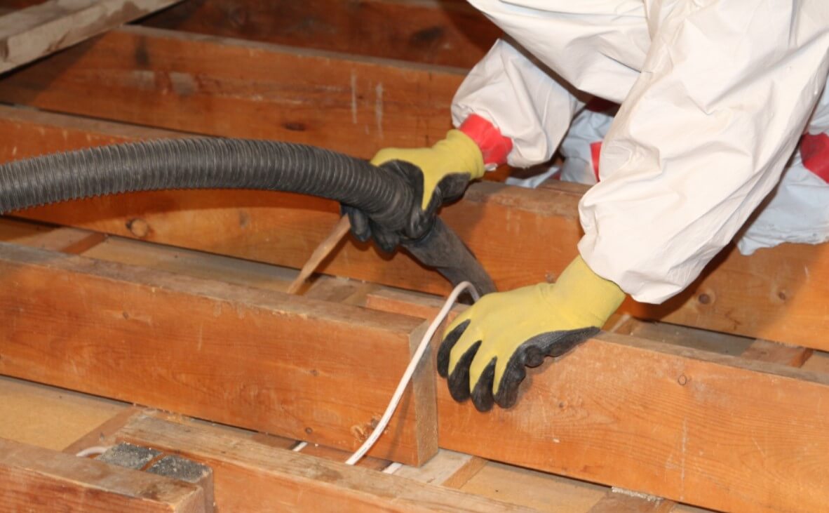 Mold Removal Services