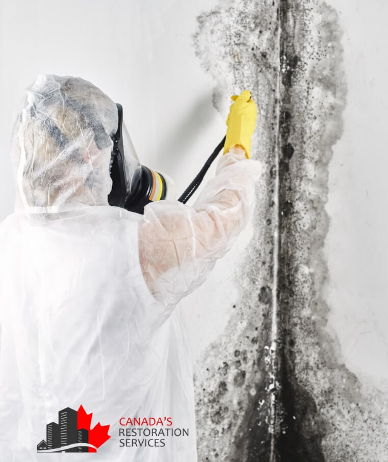 mold removal Vaughan