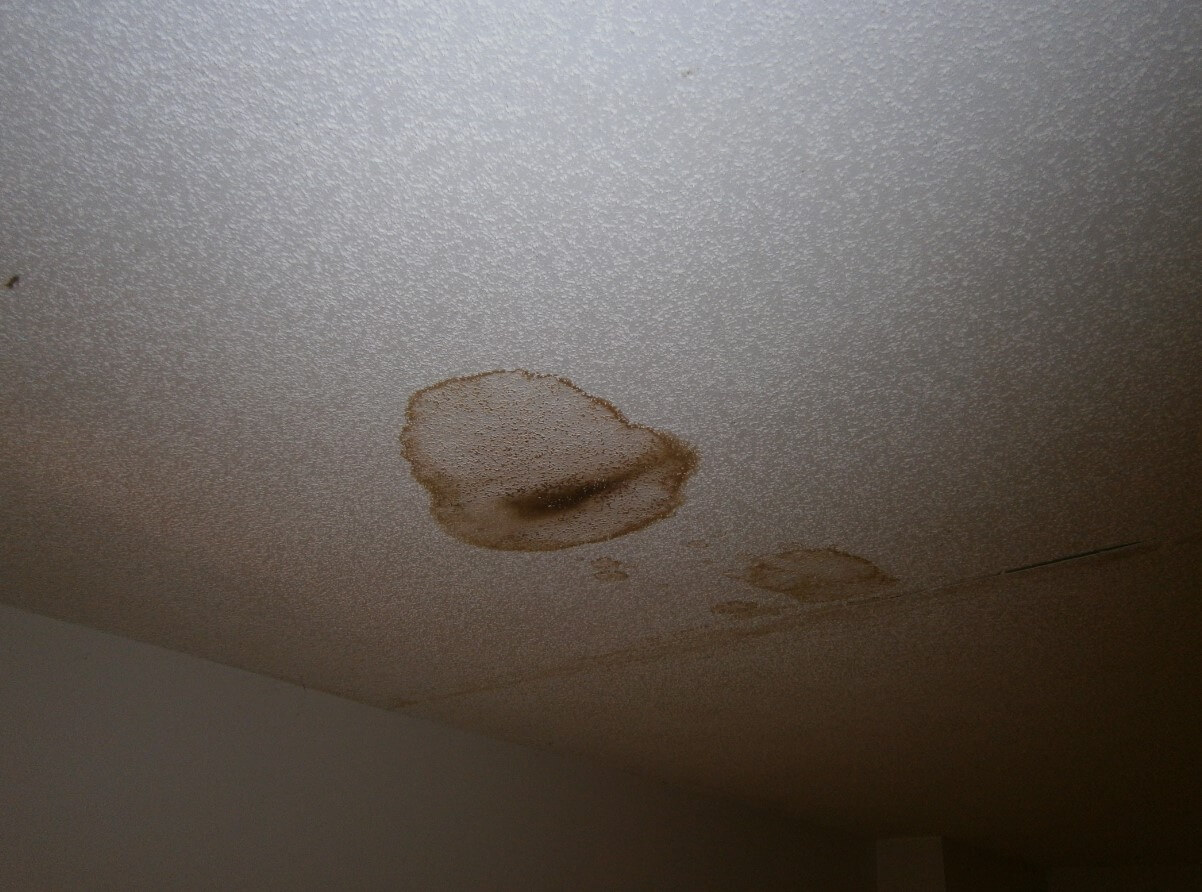 Mold on Wall
