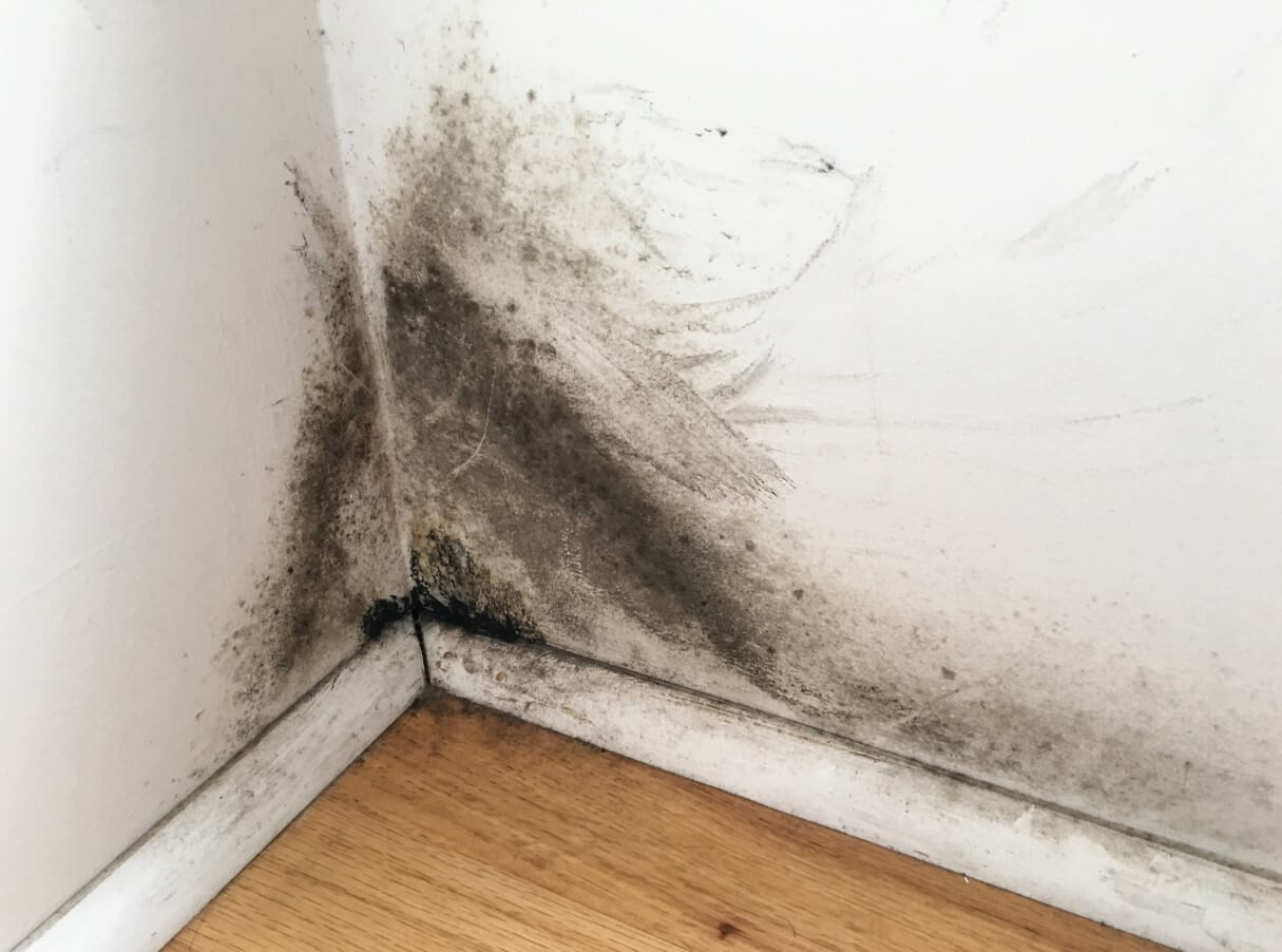 Mold in Corner of Room
