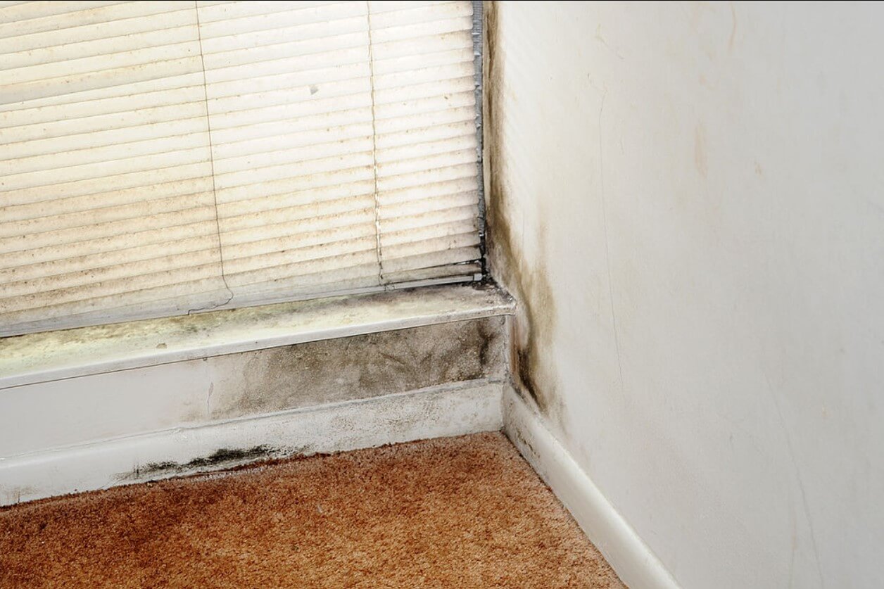 mold removal Toronto