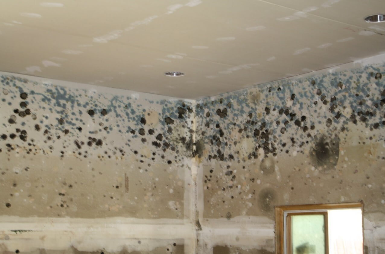 mold removal Toronto