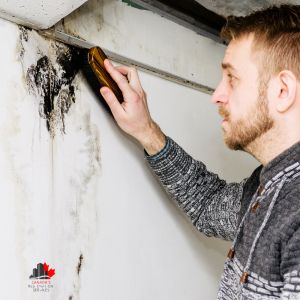 A Comprehensive Guide to Uncovering Black Mold on Your Property