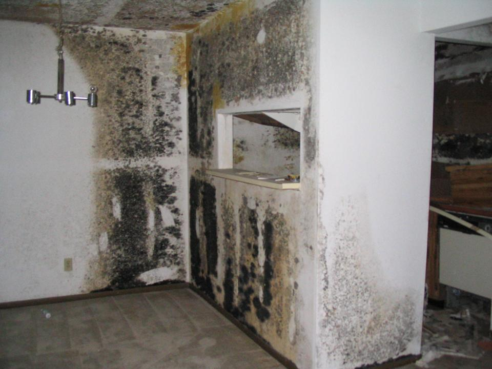 black mold removal Toronto