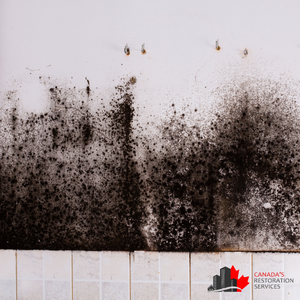 How Mold Growth Affects Home Air Quality