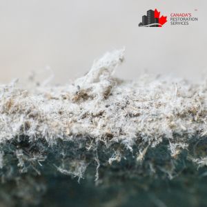 close-up of asbestos fibers for removal