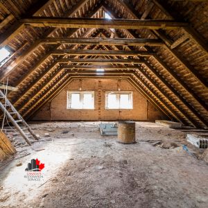 attic mold removal Toronto