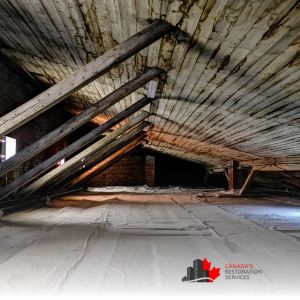 attic black mold removal