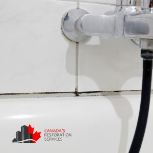 black mold removal Toronto