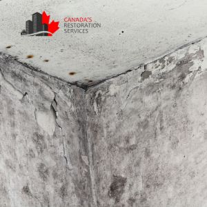 black mold removal Toronto