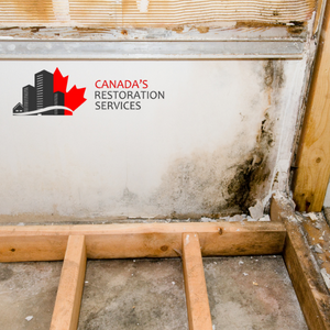 attic mold removal Toronto