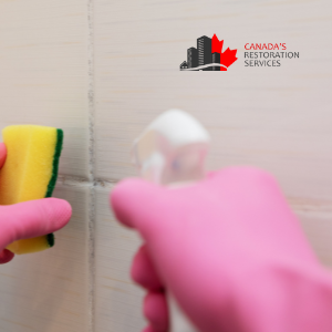 mold removal Toronto