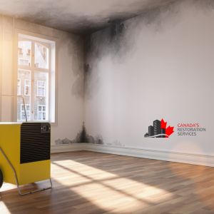 black mold removal Toronto