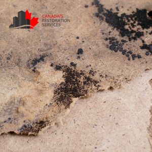 mold removal services