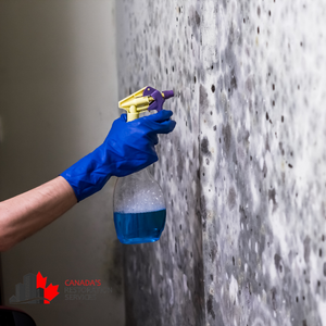 mold removal services Toronto