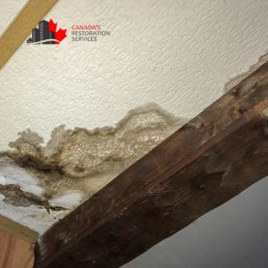 mold removal and inspection services