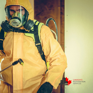 black mold removal Vancouver