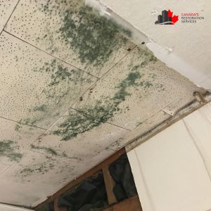 ceiling mold removal 