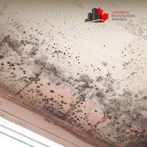 mold removal services Toronto