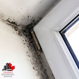 mold removal Toronto